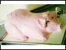 Hog Tied
